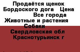 Продаётся щенок Бордоского дога › Цена ­ 37 000 - Все города Животные и растения » Собаки   . Свердловская обл.,Краснотурьинск г.